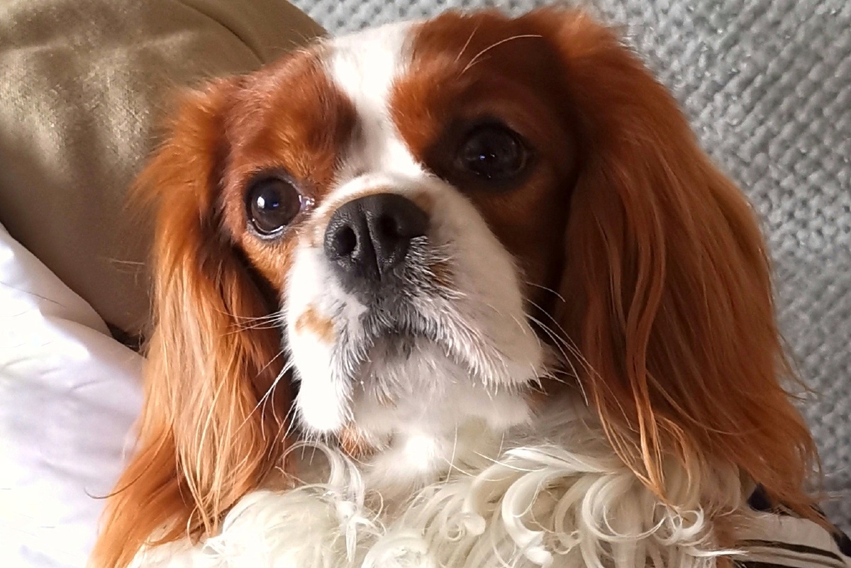 查尔斯王骑士猎犬(拉丁学名:cavalier king charles spaniel),犬科犬