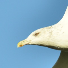 687267