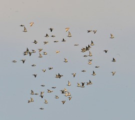 770827