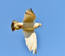 1503
