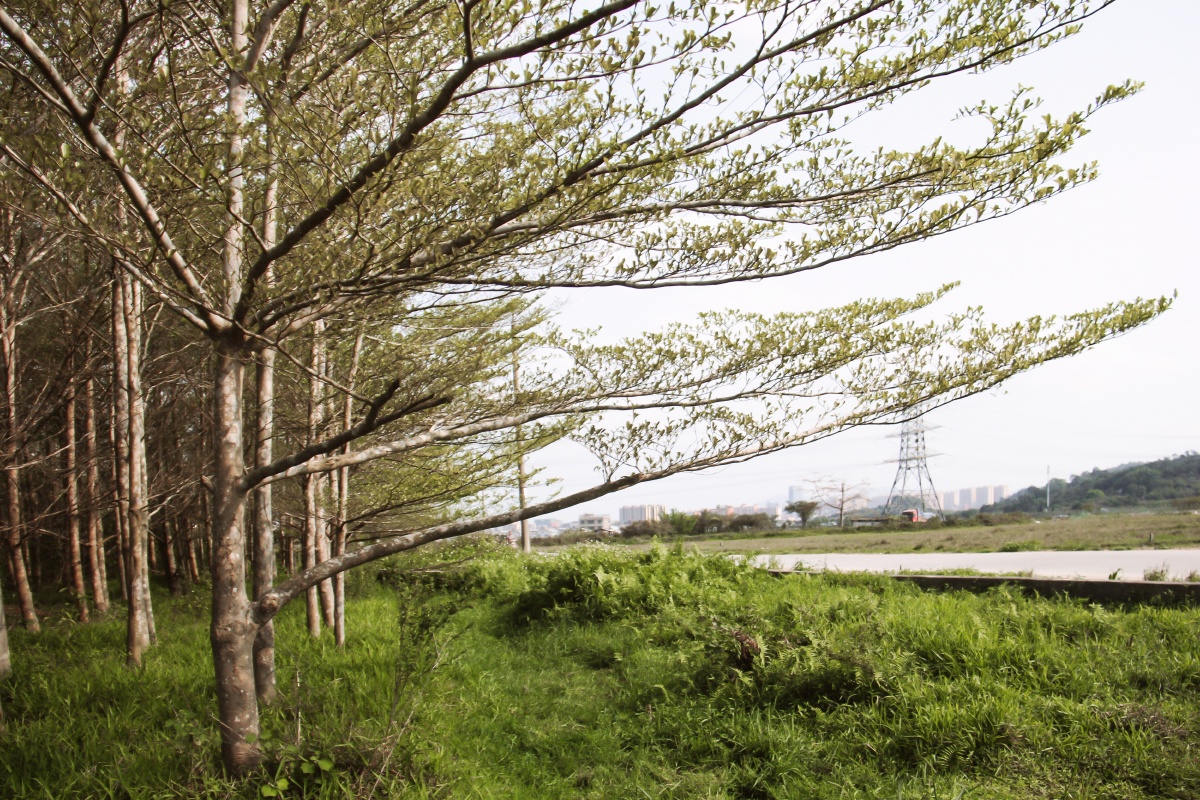 春来树桠长日光照倒影深