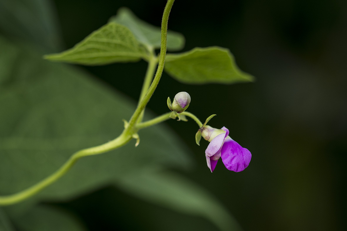 菜园里的花——毛豆 - 在水一方666 - 图虫