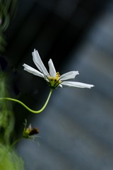 花儿俏6