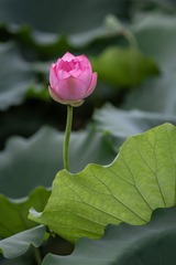 DSC_4769副本