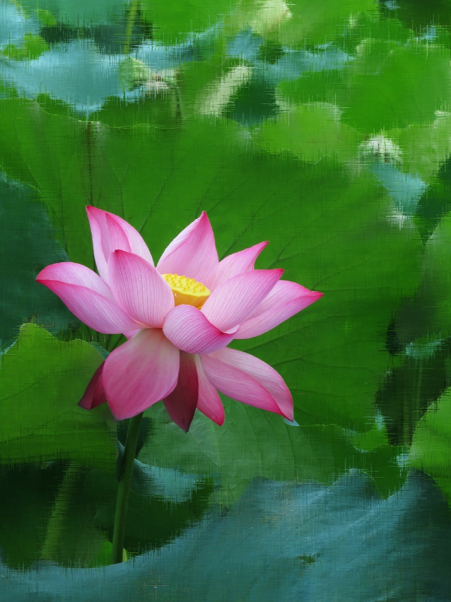 画风摄影无创意不摄影开在画布上的荷花组图