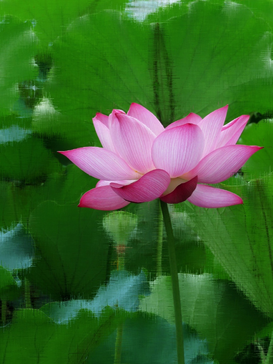 画风摄影无创意不摄影开在画布上的荷花组图