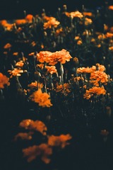190258