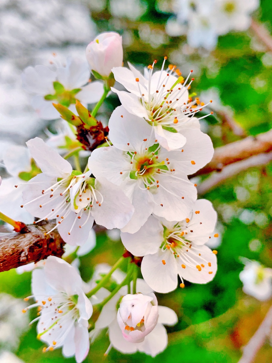 万物复苏春的气息