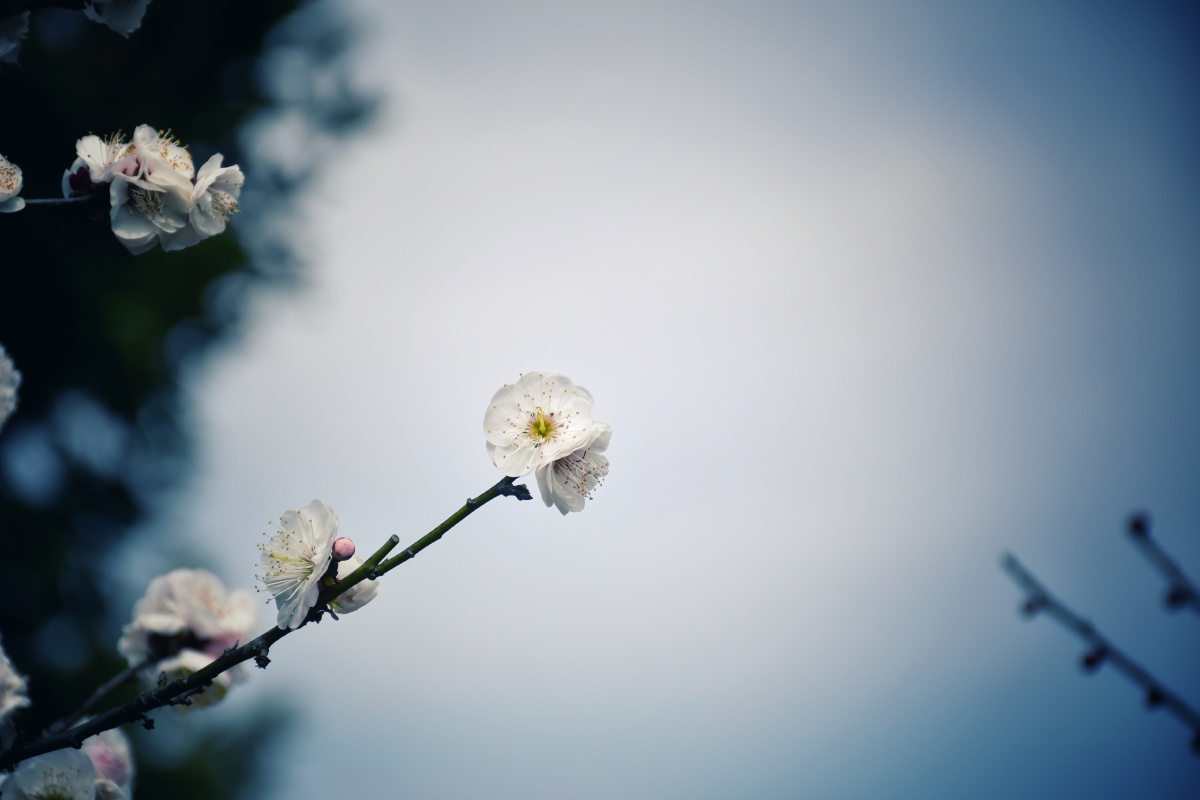 白梅深得我心清新典雅