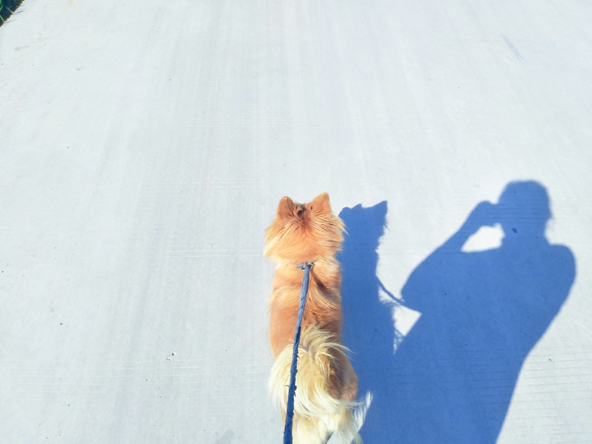 我有所念人隔在远远乡