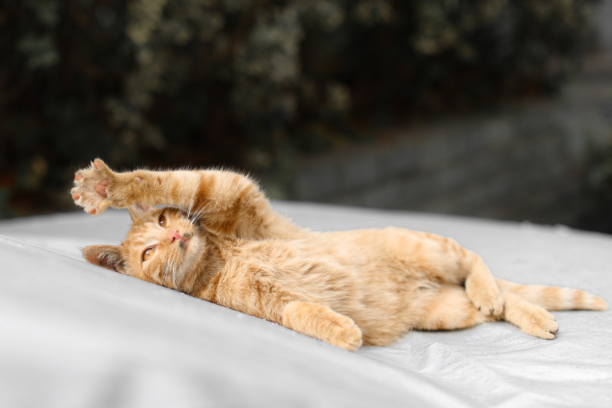 作为一只野猫这个躺平任撸的状态也太放松了吧