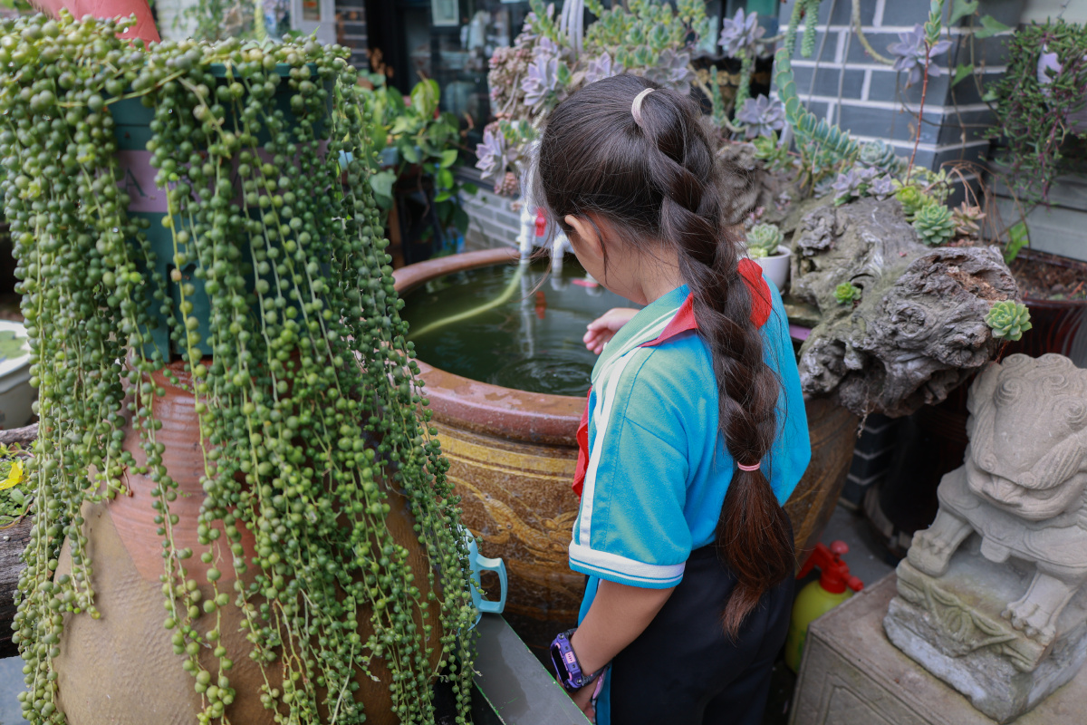 及腰一个少数民族的小学生在玩弄鱼缸里的小鱼后背上长长的辫子好像在