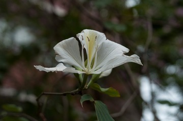 DSC_1923-1