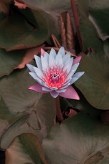 DSC_2194-1