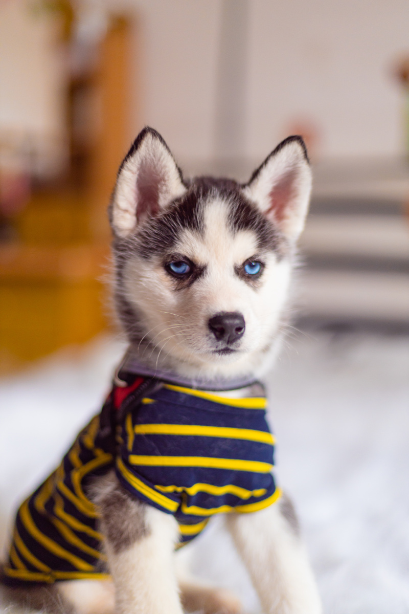 可爱哈士奇 - 无感男 - 图虫