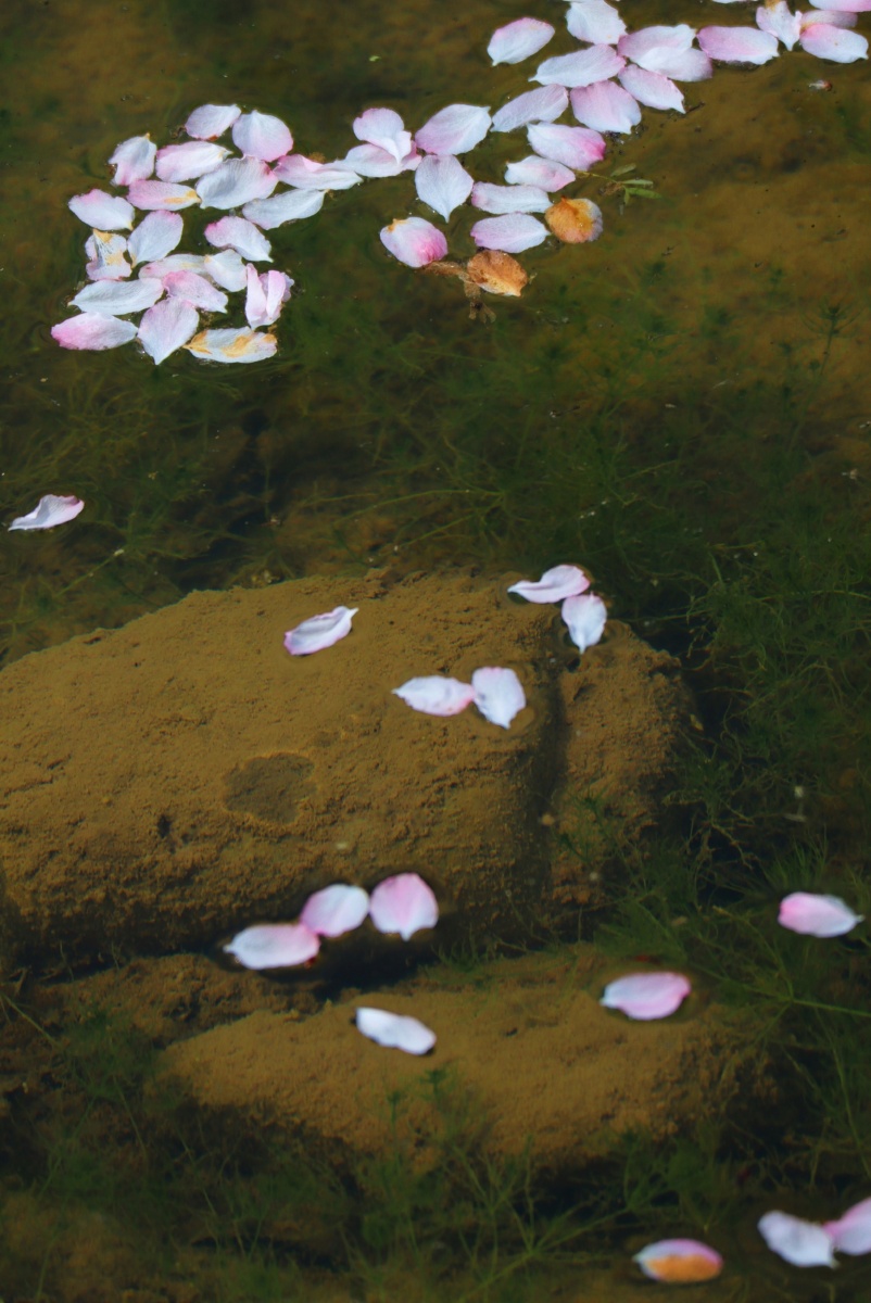 落花与溪水的对话夏如春摄