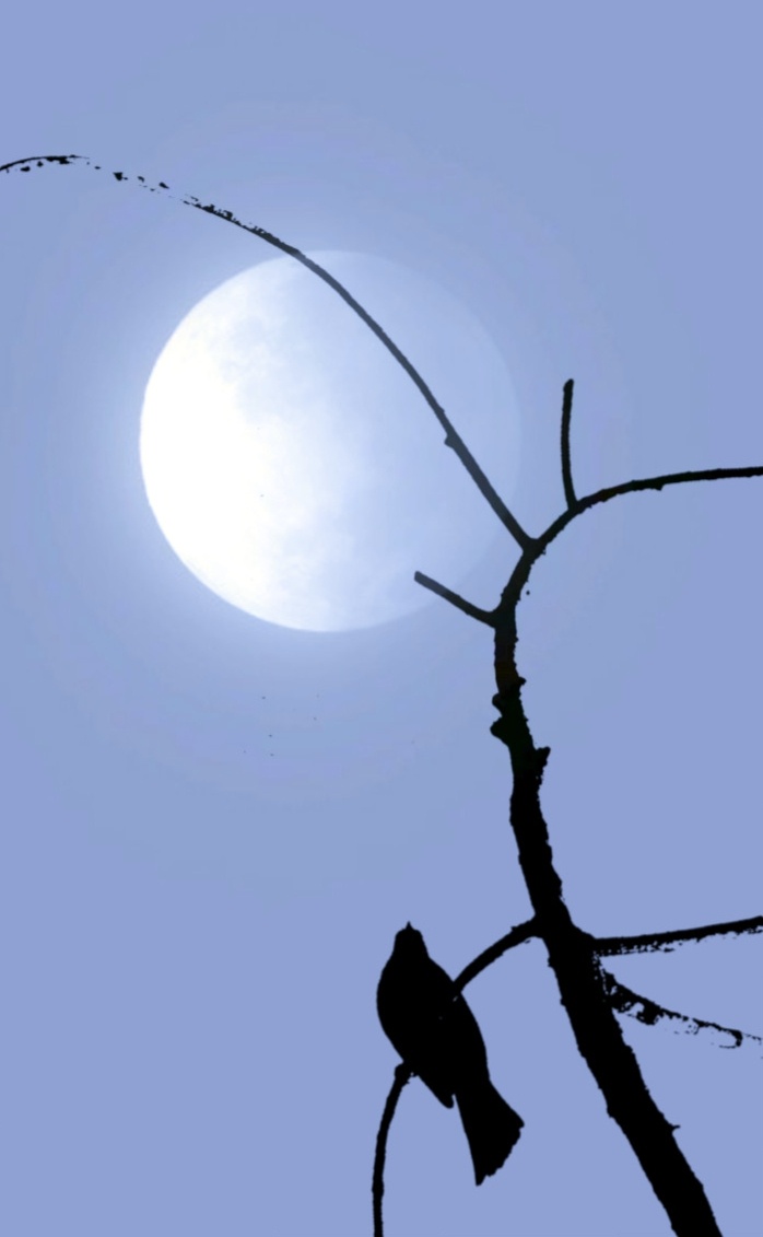 月升画意摄影夏如春摄