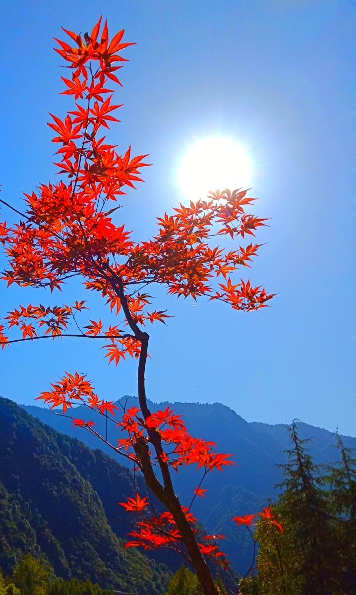 在那东山顶上夏如春摄