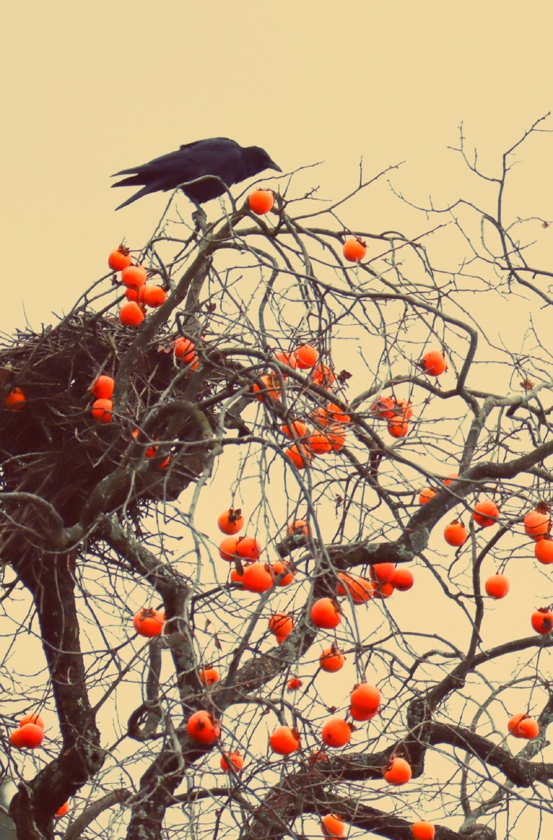 秋实图夏如春摄