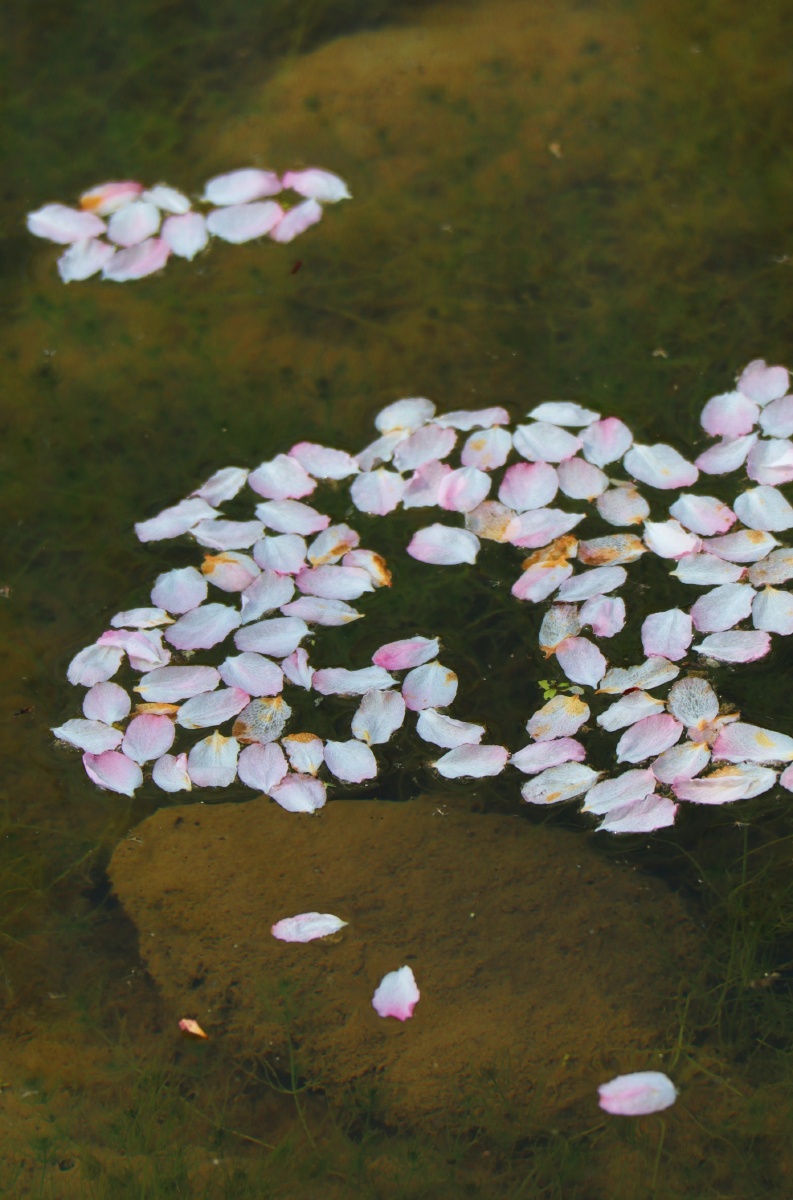 落花与溪水的对话夏如春摄