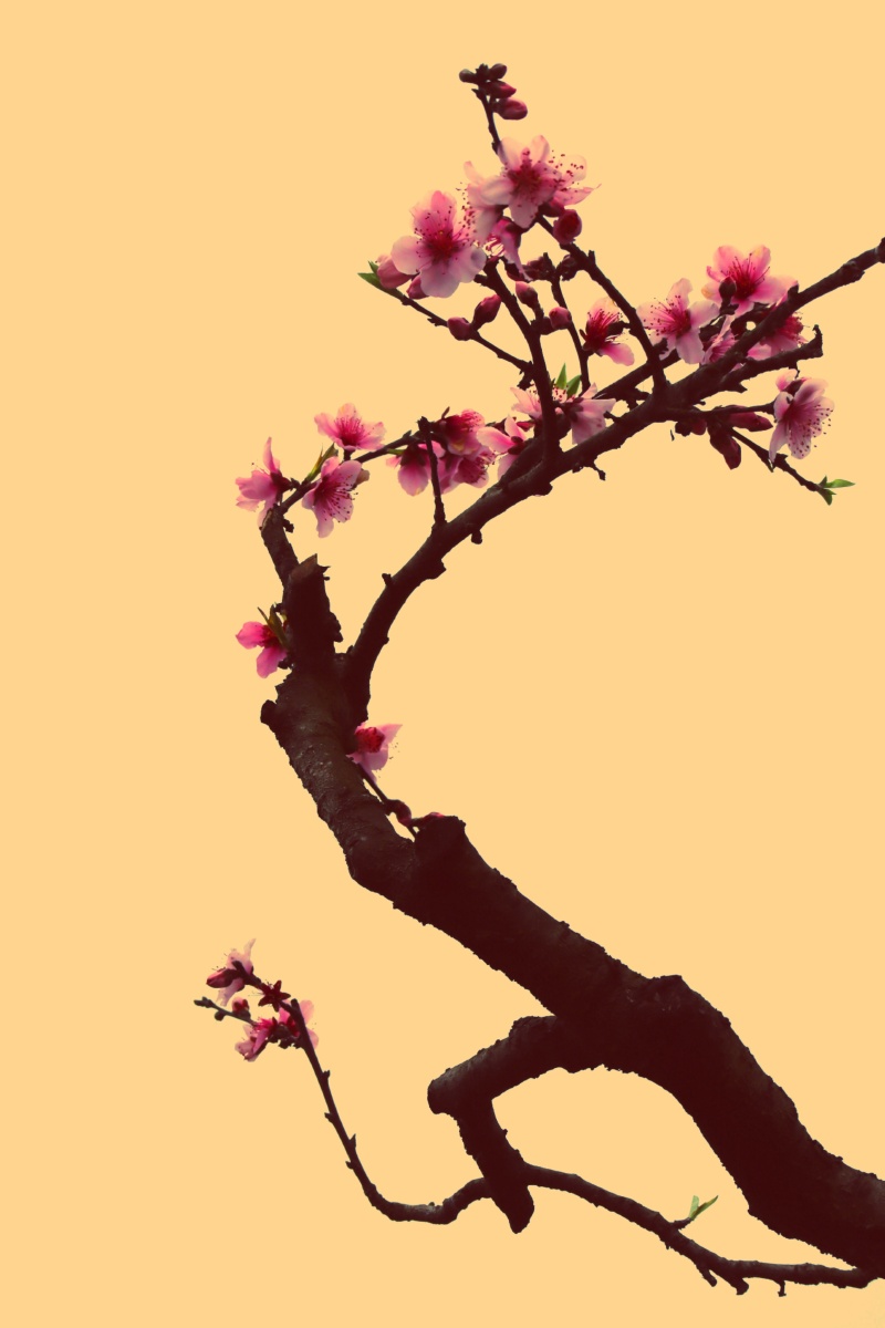 桃花图夏如春摄