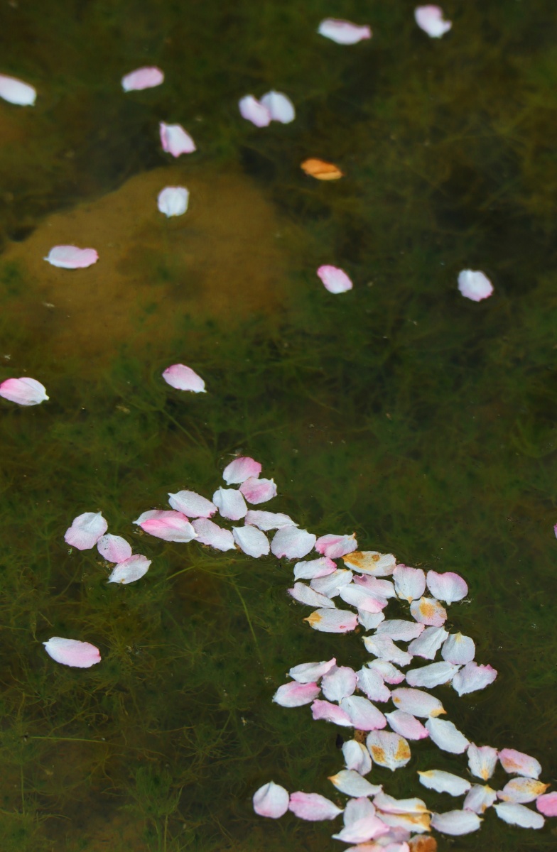 落花与溪水的对话夏如春摄