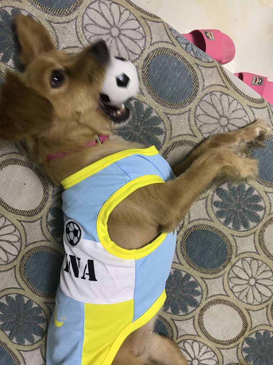 国内航空托运狗