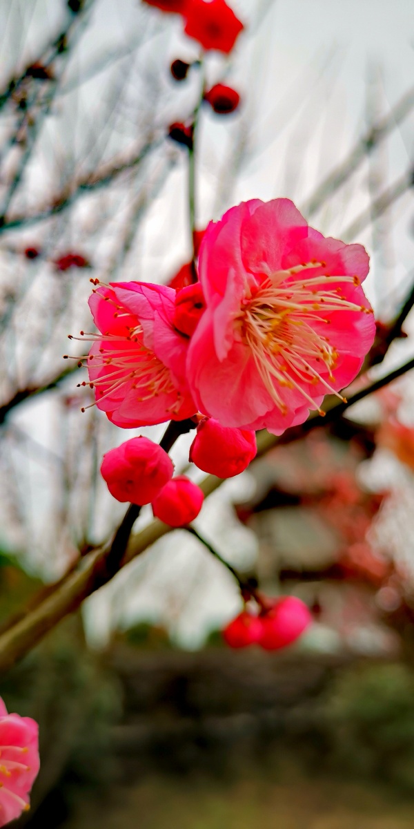 欺霜傲雪红梅艳挺干舒枝翠柏坚