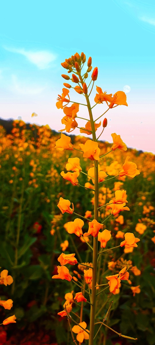 万物生长,油菜花. - 桃夭绘 - 图虫