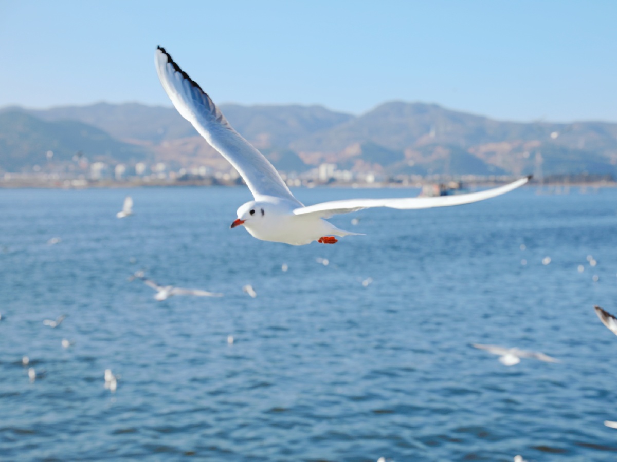 海鸟和鱼相爱只是一场意外