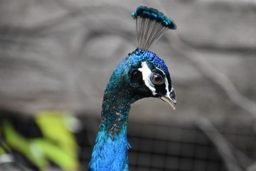 141155