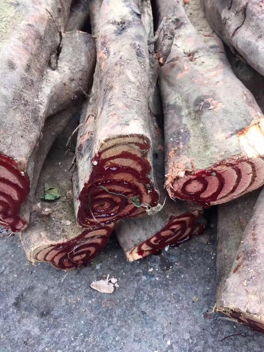 血龙木点燃是什么味,血龙木和松坂组屋区别更大