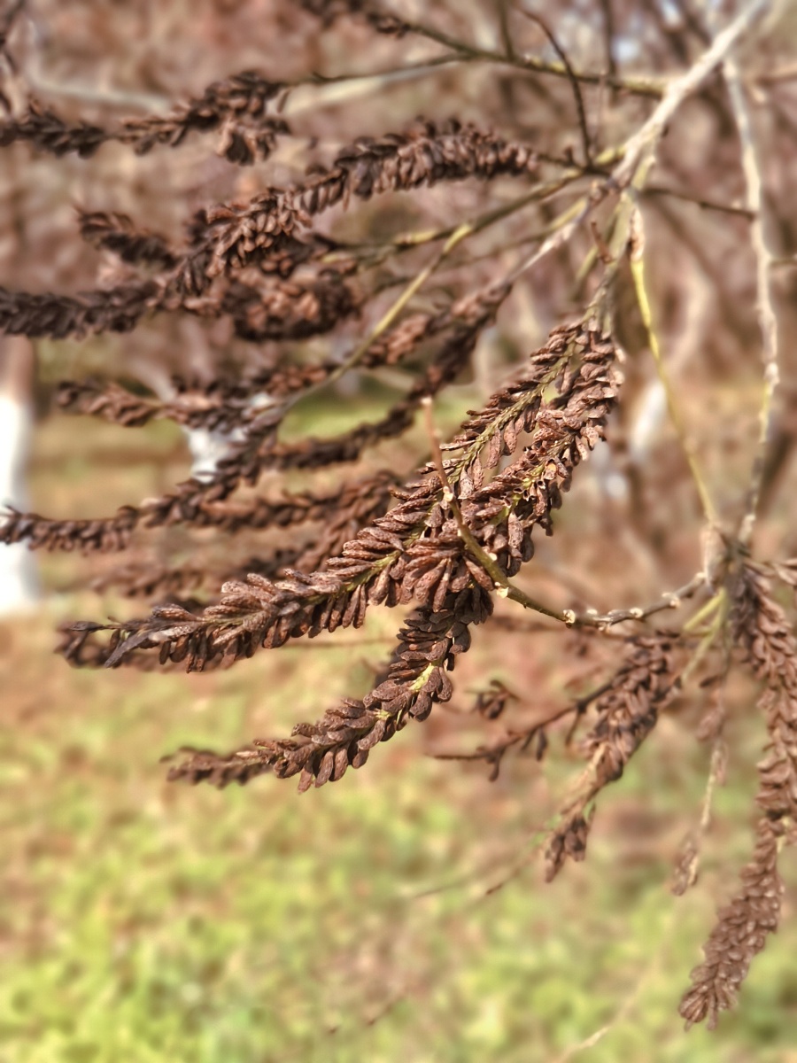 紫穗槐的果实. - 别是闲滋味 - 图虫