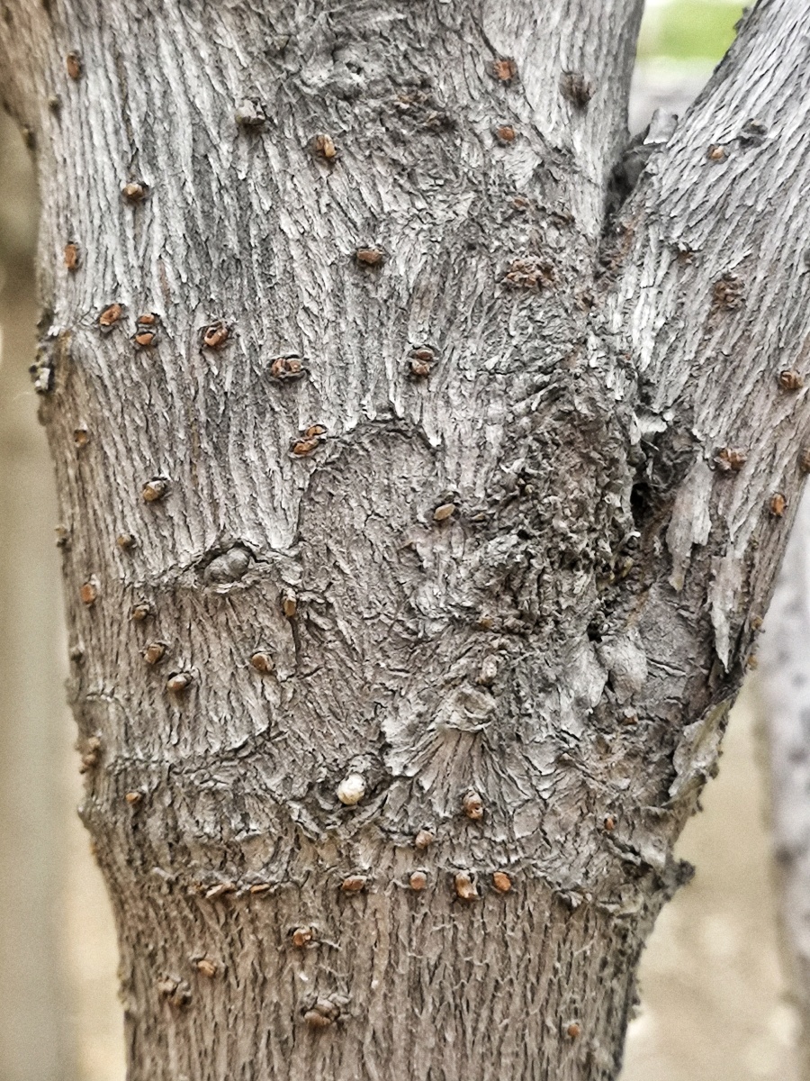 有趣的树皮腊梅