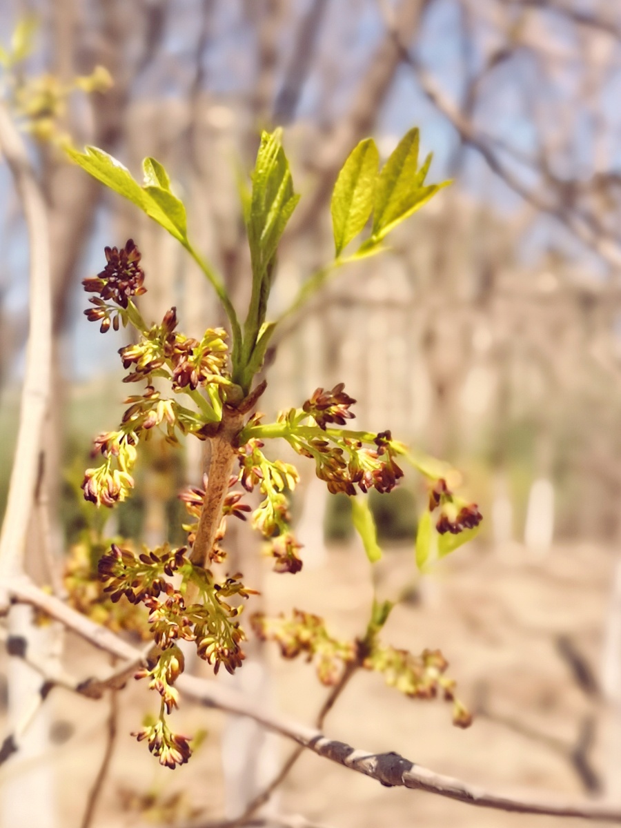 进入花季的白蜡树.