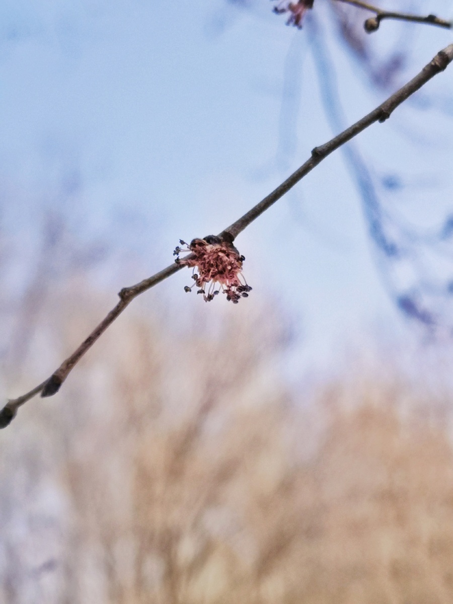 榆树的花期