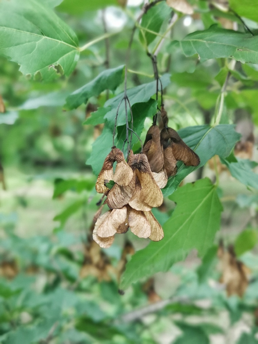 茶条槭的小翅果,真像一群小蛾子… - 别是闲滋味 - 图虫