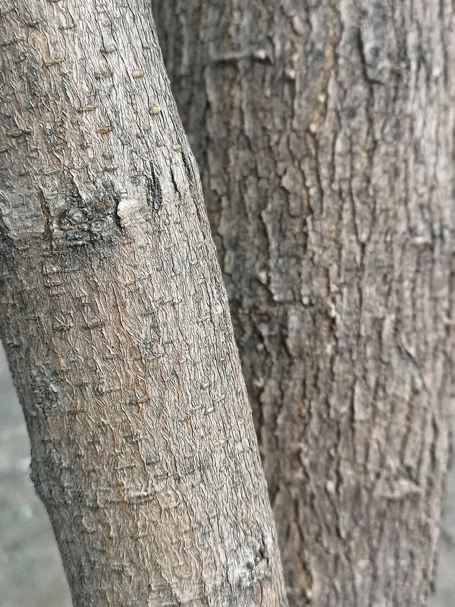 有趣的树皮桑树