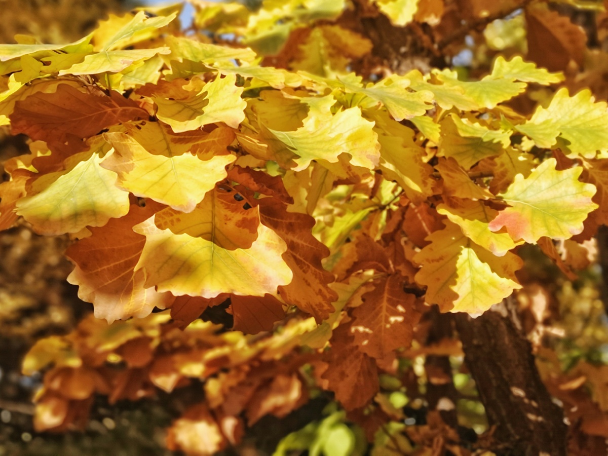 秋叶之宛若燃烧的蒙古栎