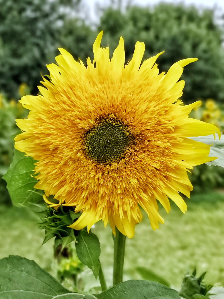 重瓣向日葵奥森葵花展北京