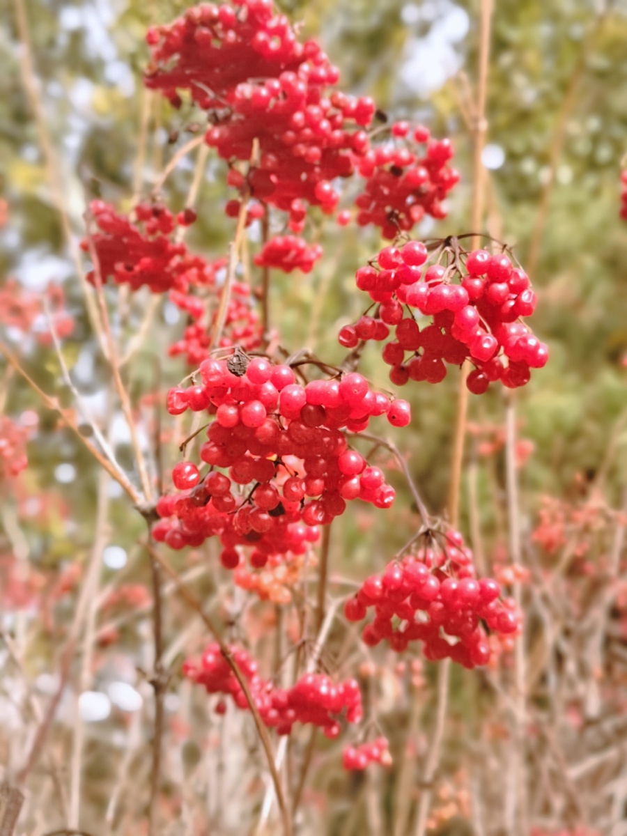 鸡树条的小果子