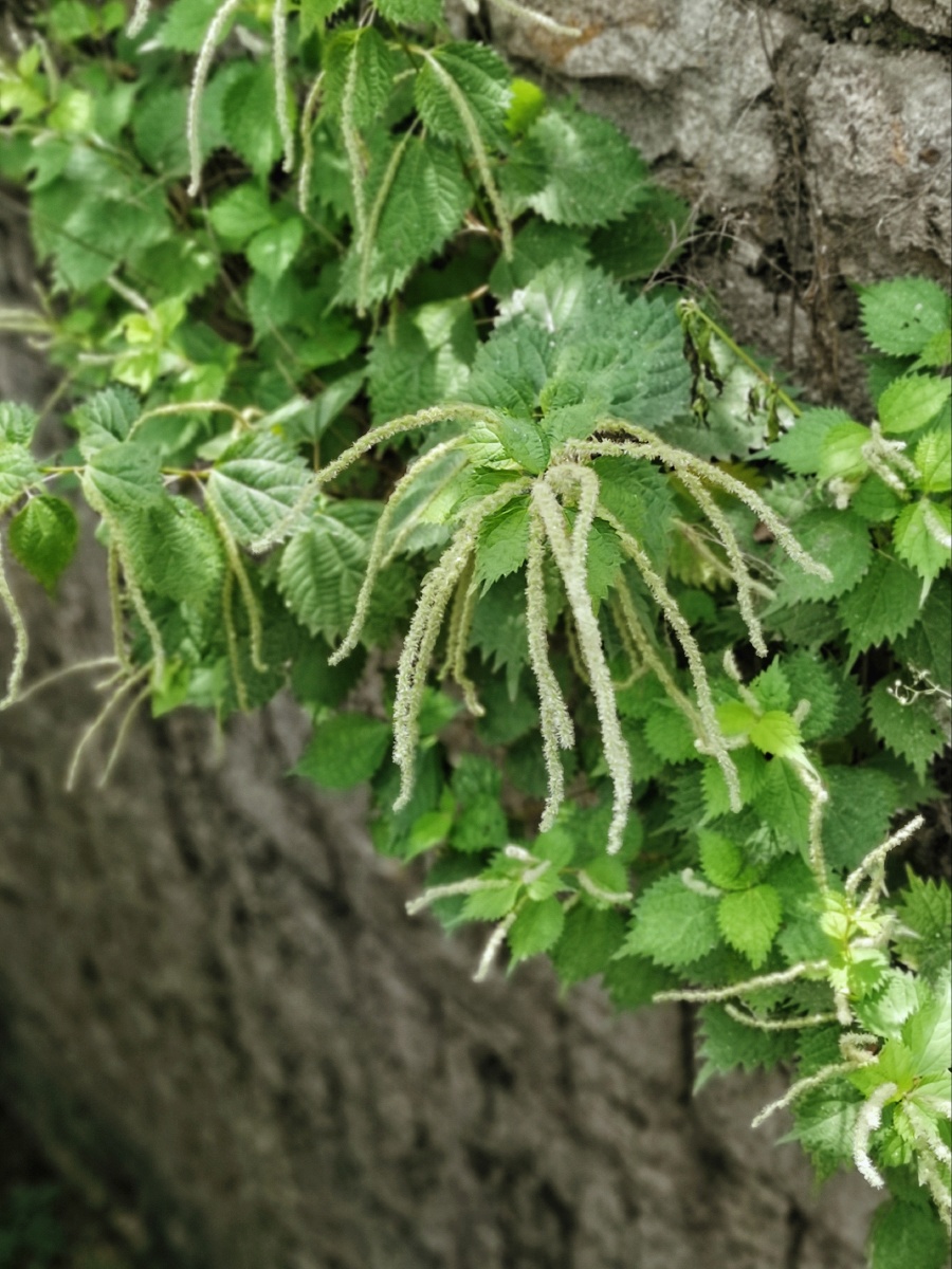 野线麻.青岛.崂山. 北九水