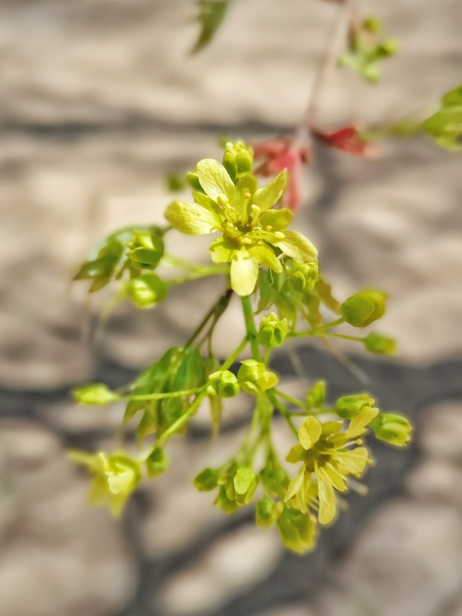 元宝枫的小黄花