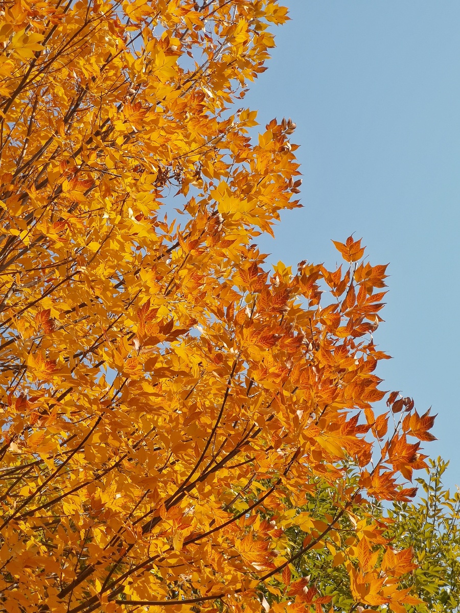 摄影爱好者手机秋季季节叶子黄金的明亮树颜色白蜡树植物还没有人打赏
