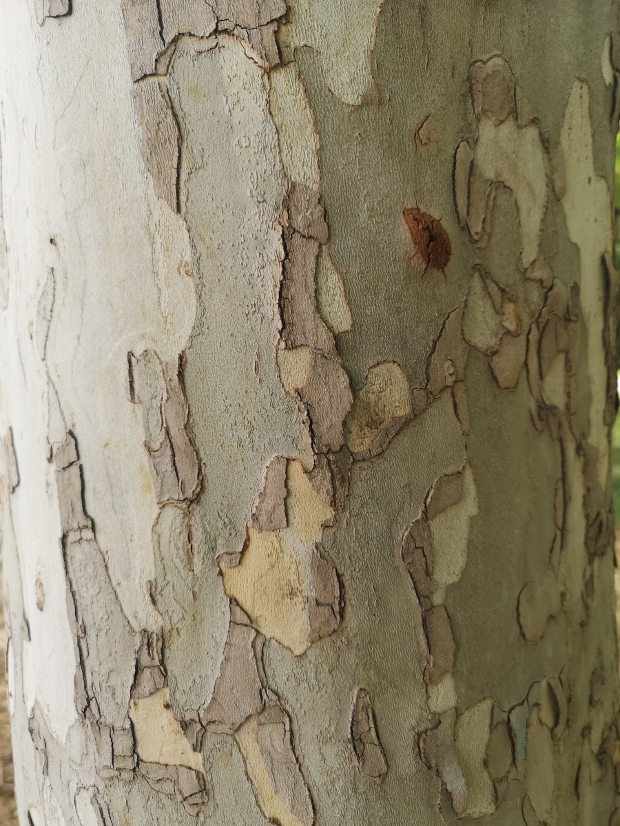 有趣的树皮悬铃木