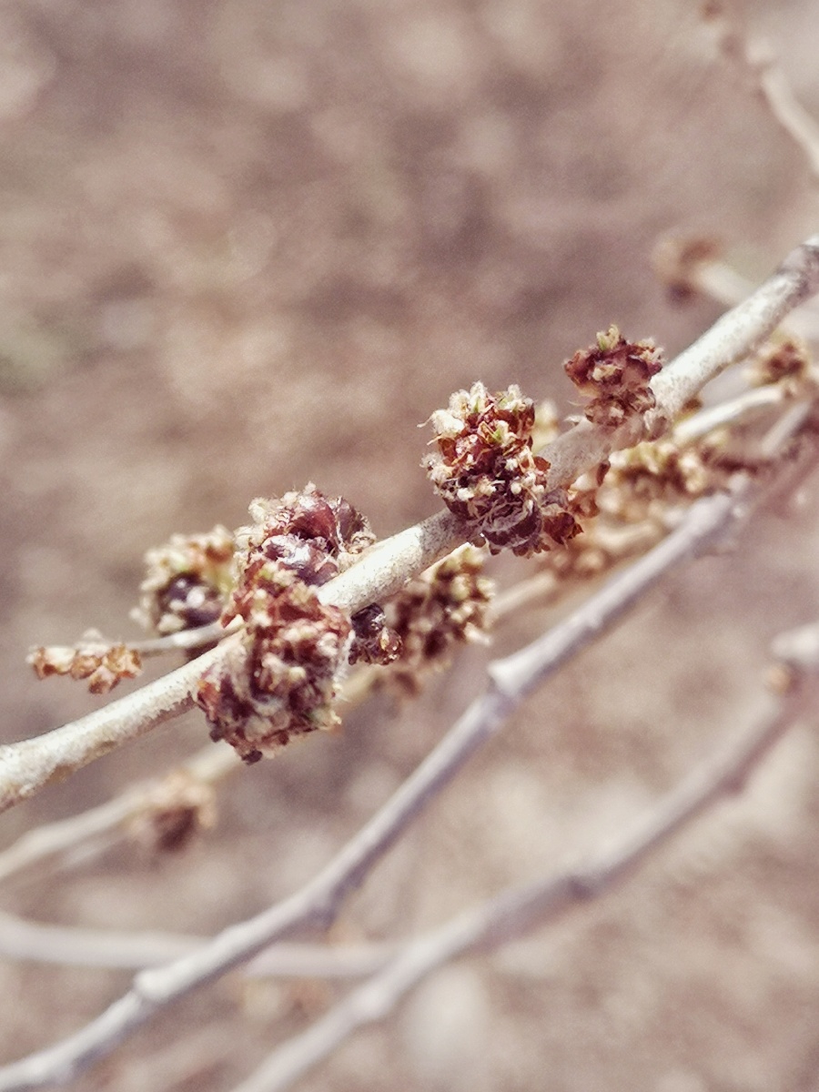 榆树的花期