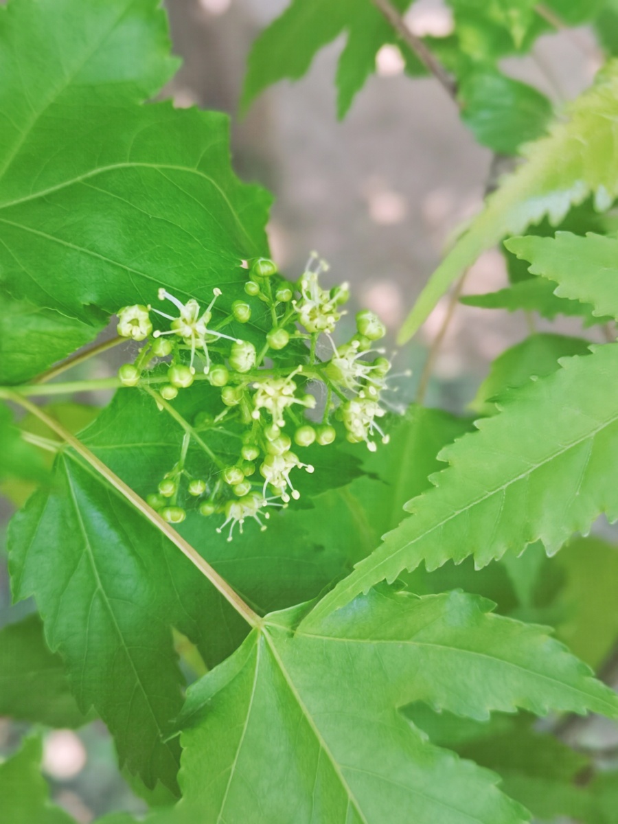 茶条槭的小花花