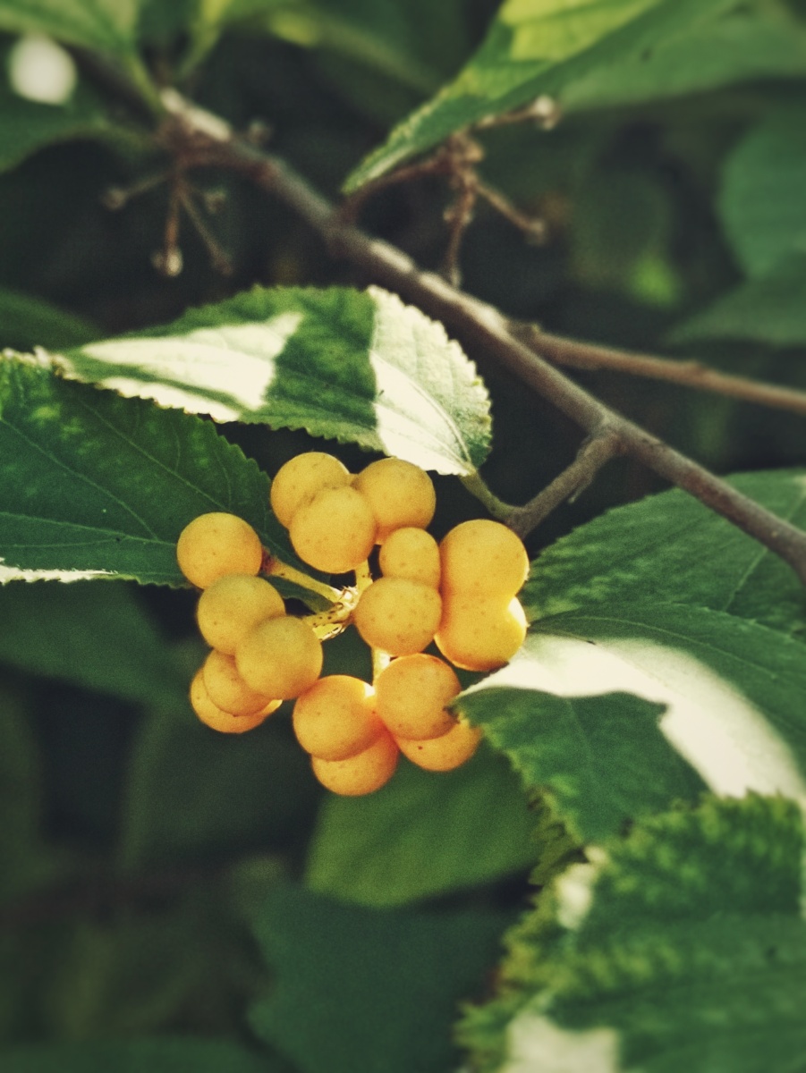 在的圆手机植物摄影爱好者自然人文地理摄影组果实扁担杆还没有人打赏