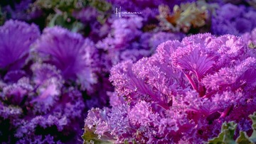BC0E1C00-6819-4771-A0B9-D0414D67239D/L0/001
