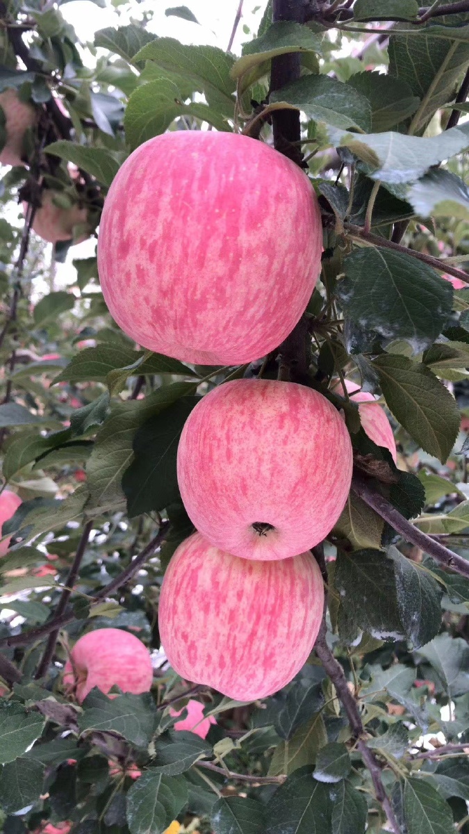 成熟丰收的红富士苹果